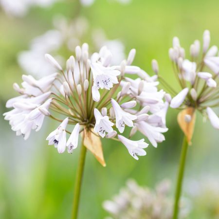 Gardening In A Heatwave: Drought Tolerant Plants