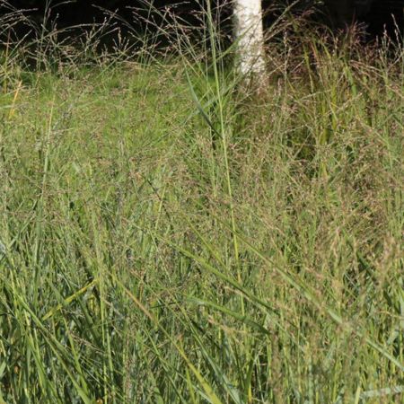 Grasses in The Growing Nursery