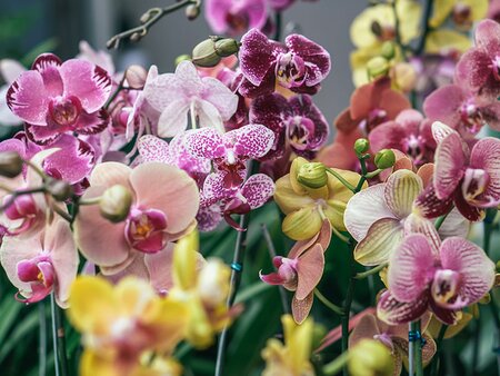 Orchid Day is back for 2023