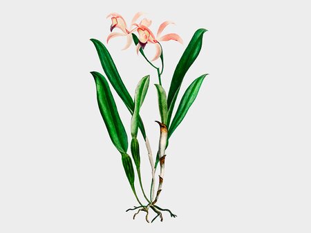 Join us for Orchid Day 2025!