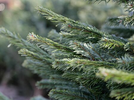 Recycle your Christmas Tree with St. John's Hospice