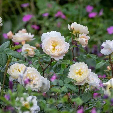 Rose Goals at RHS Chelsea with Rosa Sir David Beckham
