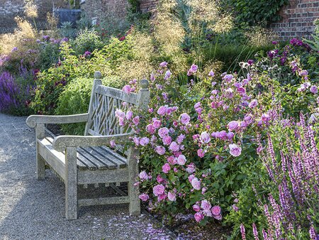 Rose Goals at RHS Chelsea with Rosa Sir David Beckham
