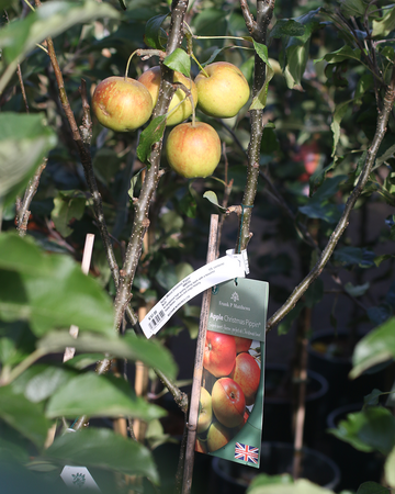 The Pick of the Crop: Our Favourite Fruit Trees for the Season