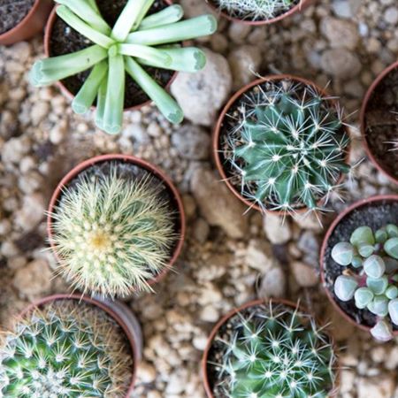 Winter Houseplants: Care Tips, Advice and Inspiration
