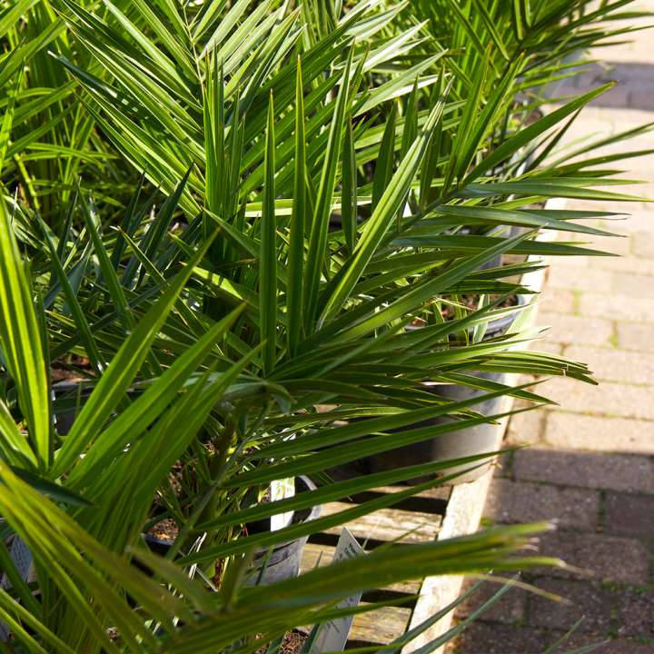 Plant of the Month Beetham Nurseries