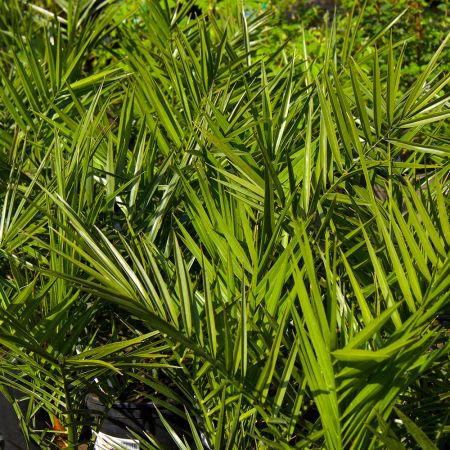 Phoenix Canariensis