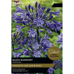 Agapanthus - Black Buddhist Bulbs (1 per pack)