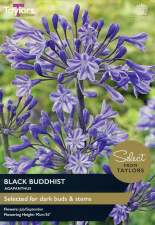 Agapanthus - Black Buddhist Bulbs (1 per pack)