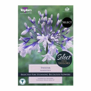 Agapanthus - Twister (1 per pack)
