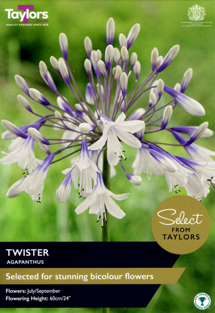 Agapanthus - Twister (1 per pack)