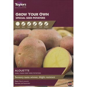 Alouette Main Crop Seed Potatoes (Pack of 10 Tubers)