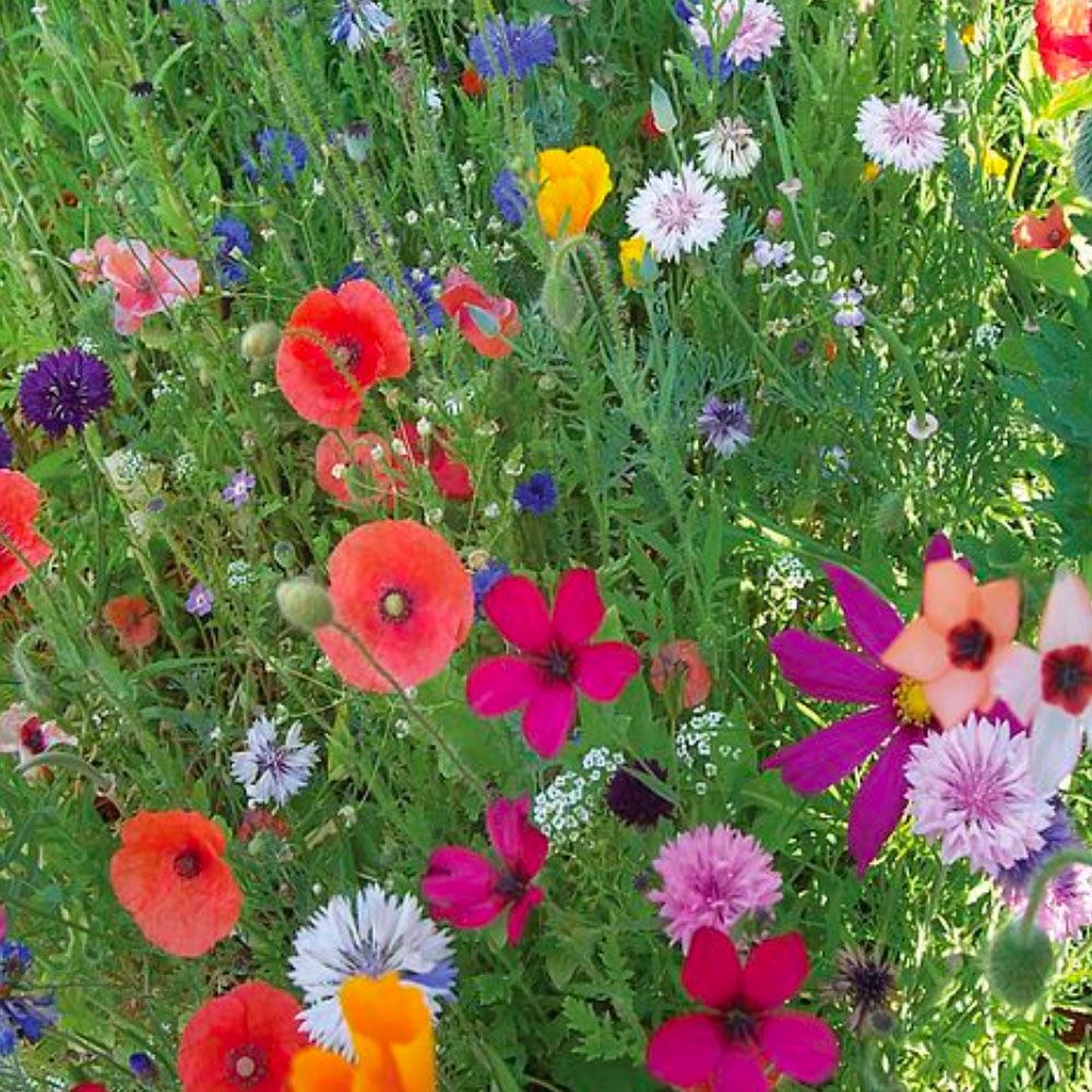 Annual Early Flowering Mixed Seeds Beetham Nurseries