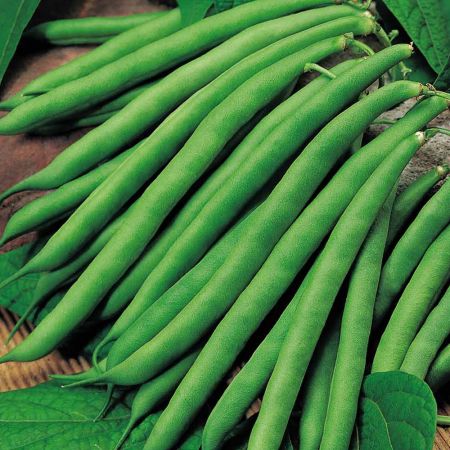 Bean (Climbing French) Seeds - Cobra