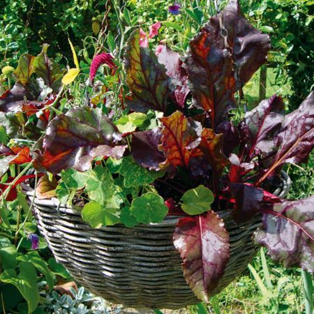 Beetroot Seeds - Bulls Blood