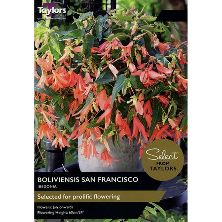 Begonia - Boliviensis San Fransisco Bulbs (1 per pack)