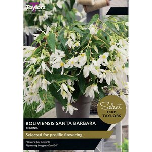 Begonia - Boliviensis Santa Barbara Bulb (1 per pack)