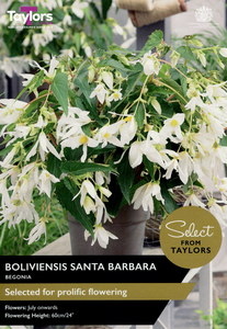 Begonia - Boliviensis Santa Barbara Bulb (1 per pack)