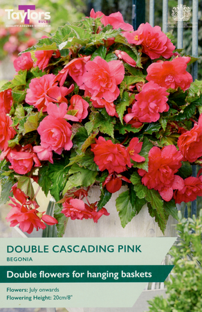Begonia - Giant Pink Cascading (3 per Pack)