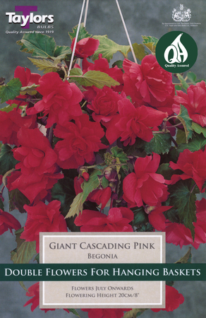 Begonia - Giant Pink Cascading (3 per Pack)