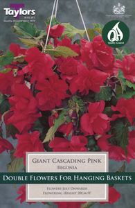 Begonia - Giant Pink Cascading (3 per Pack)