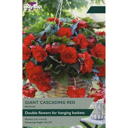Begonia - Giant Red Cascading (3 per Pack)