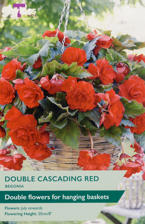 Begonia - Giant Red Cascading (3 per Pack)