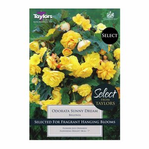 Begonia - Odorata Sunny Dream Bulbs (3 per pack)