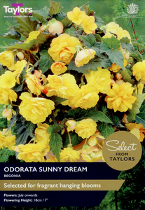 Begonia - Odorata Sunny Dream Bulbs (3 per pack)