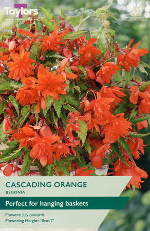 Begonia - Orange Cascading (3 per Pack)