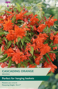 Begonia - Orange Cascading (3 per Pack)