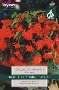 Begonia - Orange Cascading (3 per Pack)