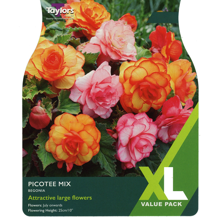 Begonia - Picotee Mix (5 per Pack)