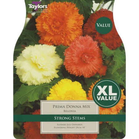 Begonia - Prima Donna Mixed (6 per Pack)