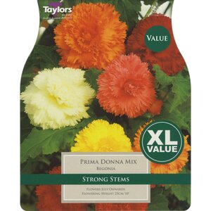 Begonia - Prima Donna Mixed (6 per Pack)