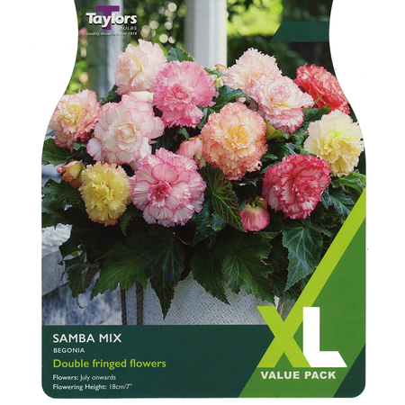 Begonia - Samba Mix (4 per Pack)