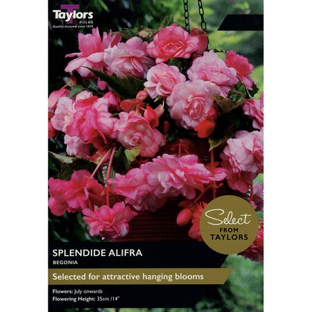 Begonia - Splendide Alifra (3 per Pack)