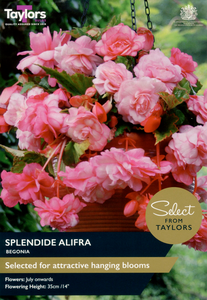 Begonia - Splendide Alifra (3 per Pack)