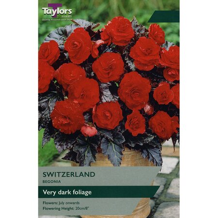 Begonia - Switzerland Bulbs (2 per pack)