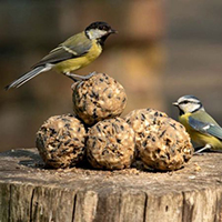 Bird Feed