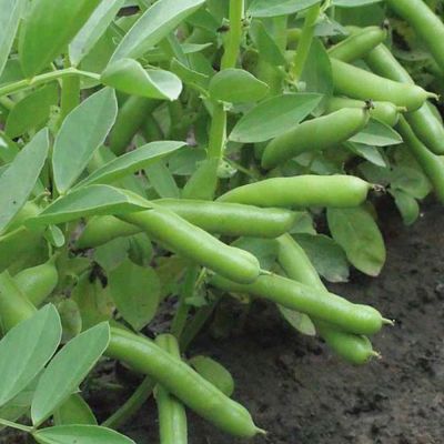 Broad Bean Seeds - De Monica