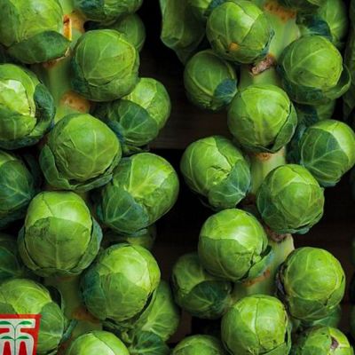Brussels Sprout Seeds - Attwood
