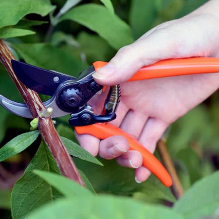 Burgon & Ball RHS Micro Secateur - Orange