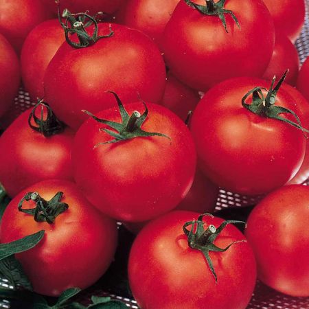 Tomato Seeds - F1 Shirley