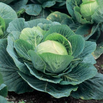 Cabbage Seeds - F1 Kilazol