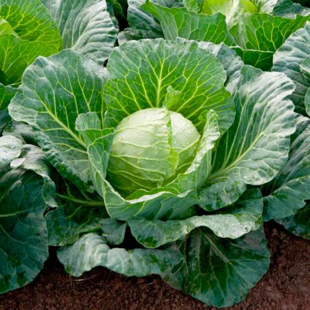 Cabbage Seeds - F1 Sunta