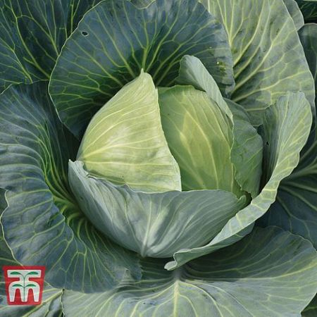 Cabbage Seeds - Gilson F1 Hybrid