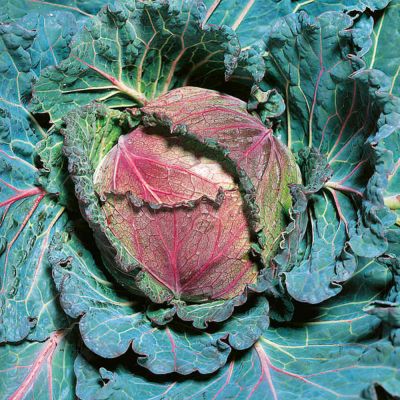 Cabbage Seeds - January King 3