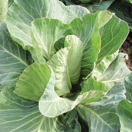 Cabbage Seeds - Summer Jewel