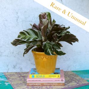 Calathea White Fusion